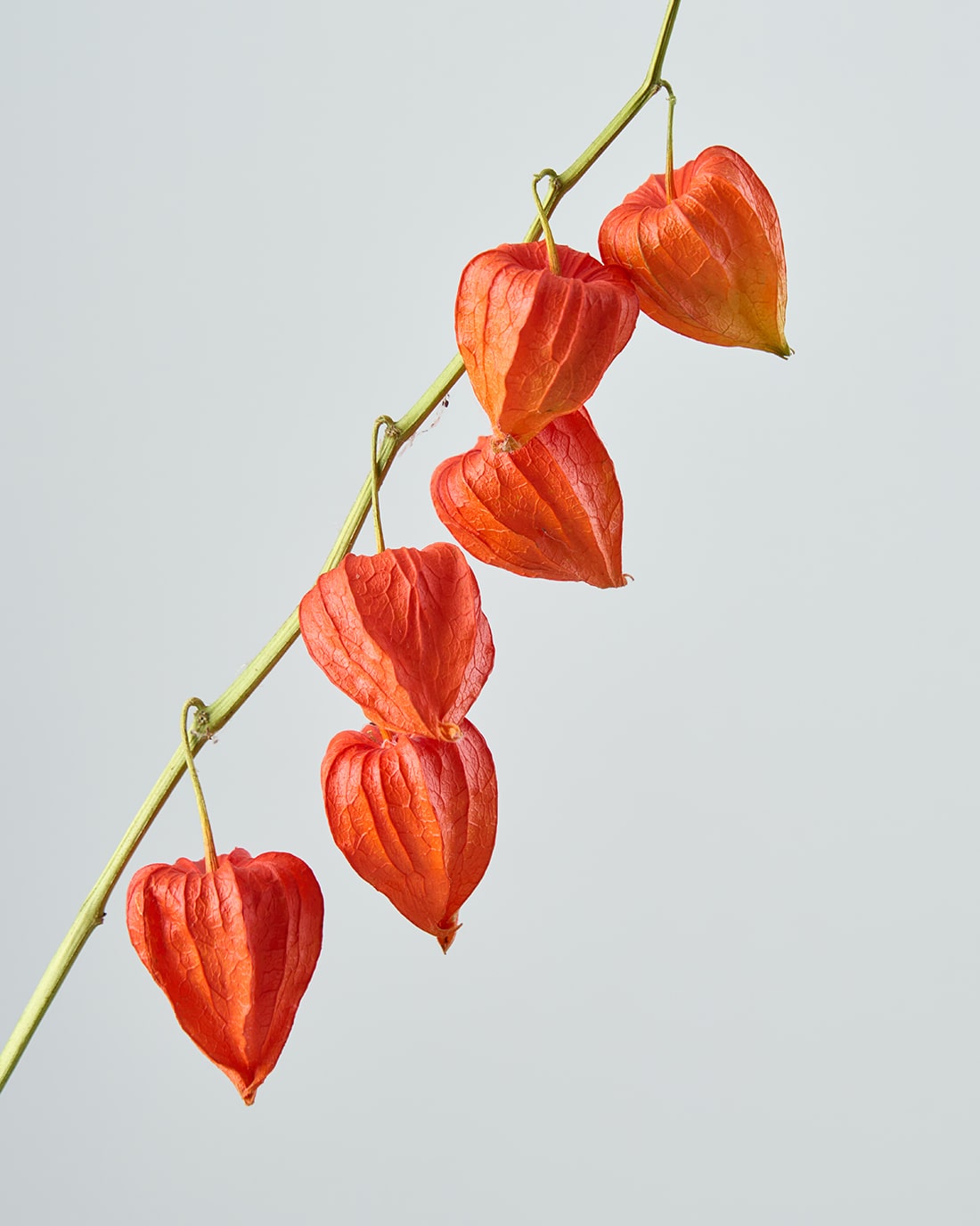 ドライフラワー］ほおずき 商品ページ - 土と風の植物園