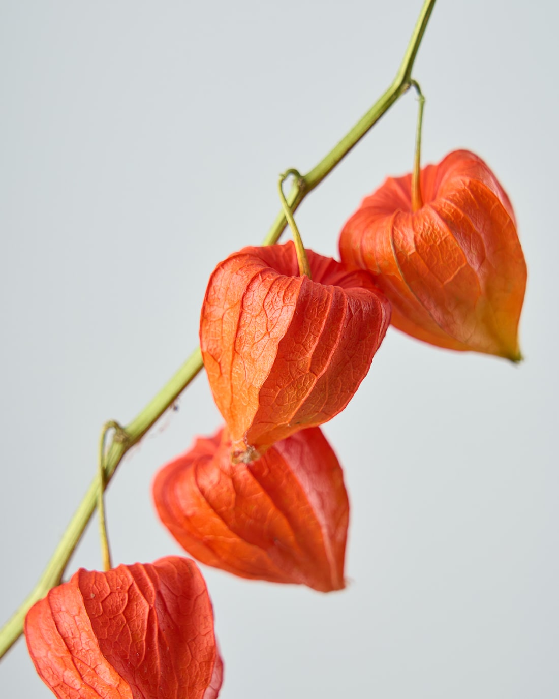 専用✨迎春2022✨正月飾り スカシホオズキ (ドライ) ドライフラワー