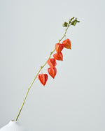 ［ドライフラワー］ほおずき