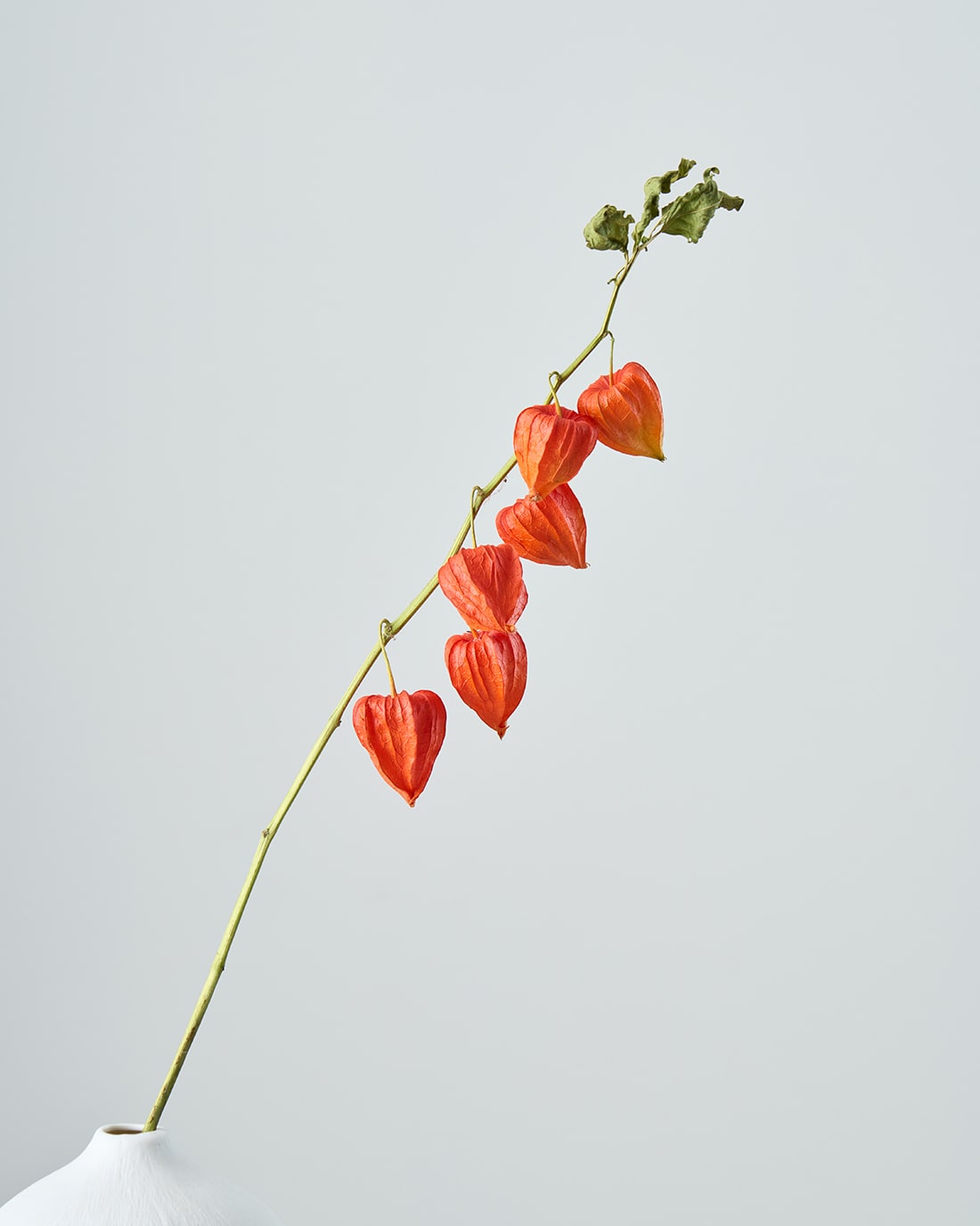 ドライフラワー］ほおずき 商品ページ - 土と風の植物園