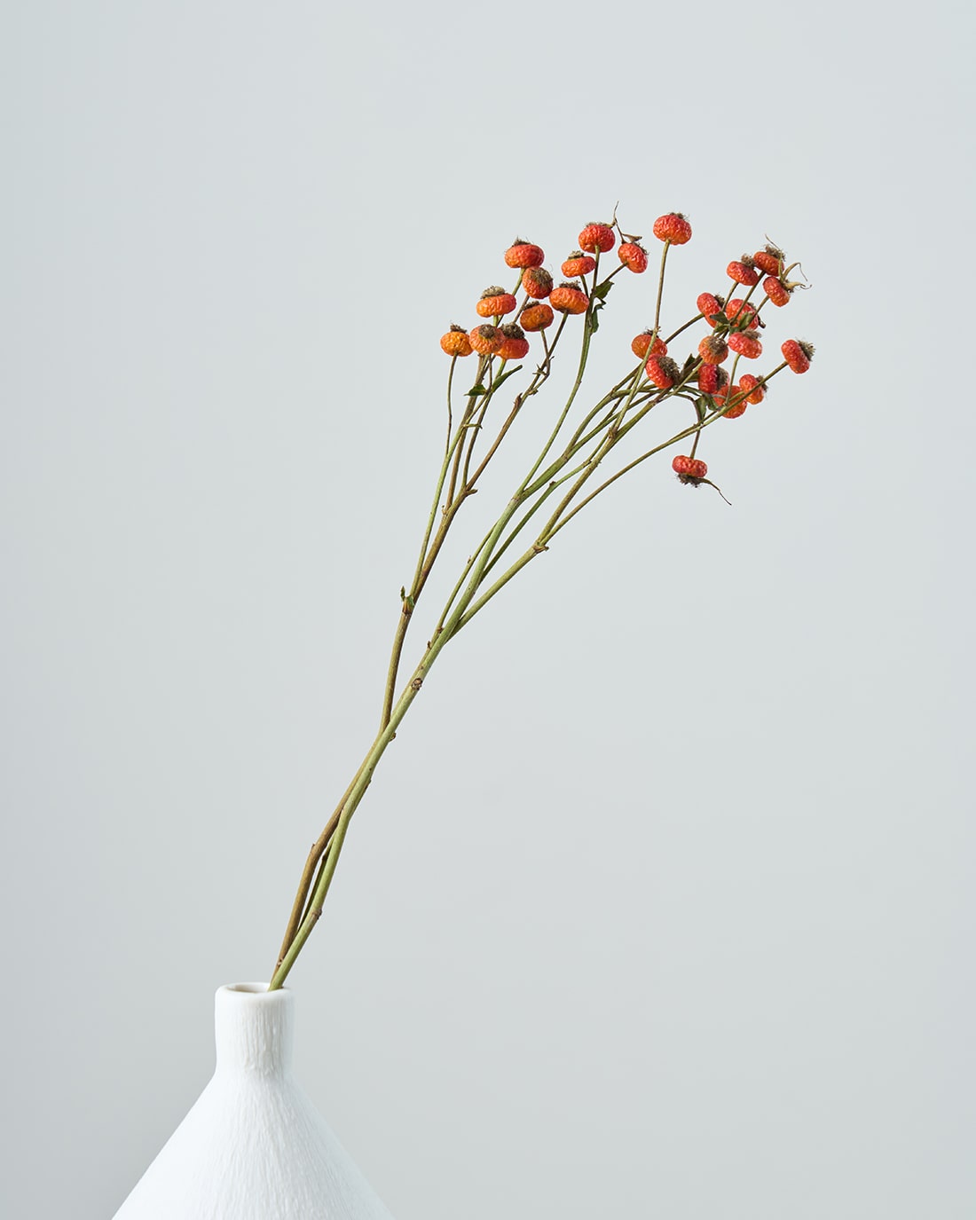 赤い実のドライフラワー – 土と風の植物園