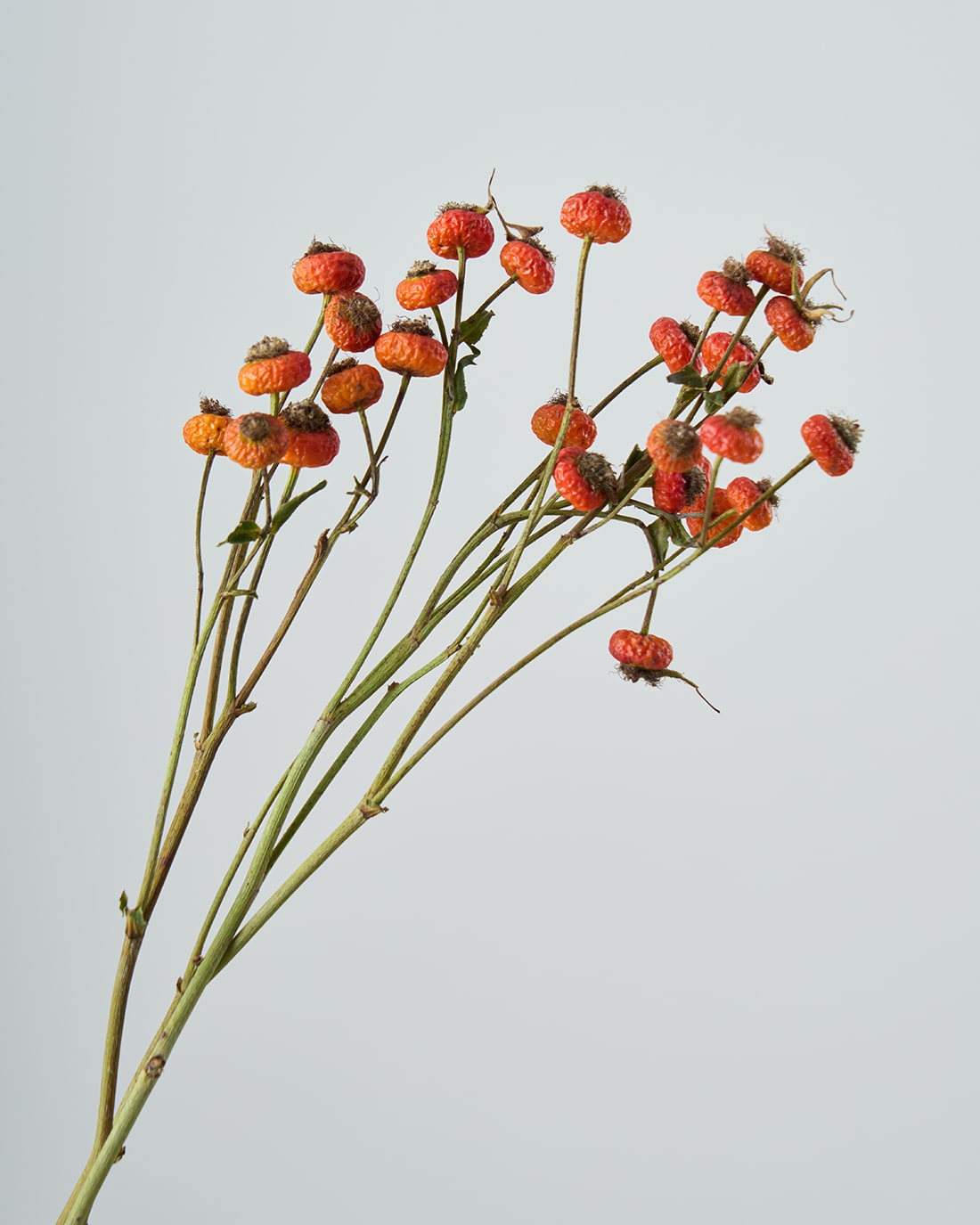 ［ドライフラワー］ばらの実 センセーショナルファンタジー