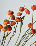 ［ドライフラワー］ばらの実 センセーショナルファンタジー