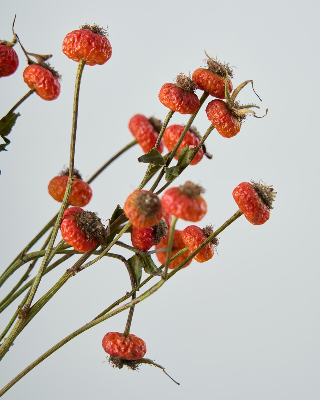 ［ドライフラワー］ばらの実 センセーショナルファンタジー