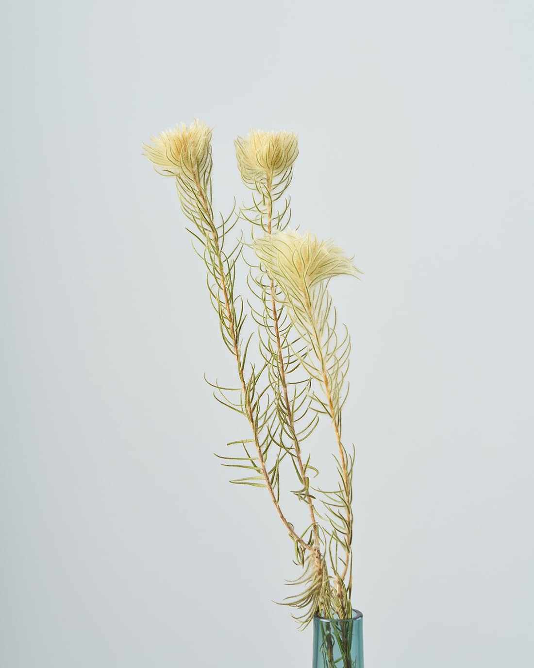 ドライフラワー］フィリカ プルモーサ商品ページ - 土と風の植物園