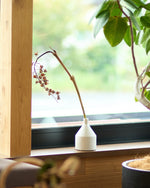 ［ドライフラワー］月桃の実