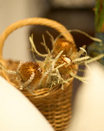 ［ドライフラワー］ドライアンドラ フォルモーサ