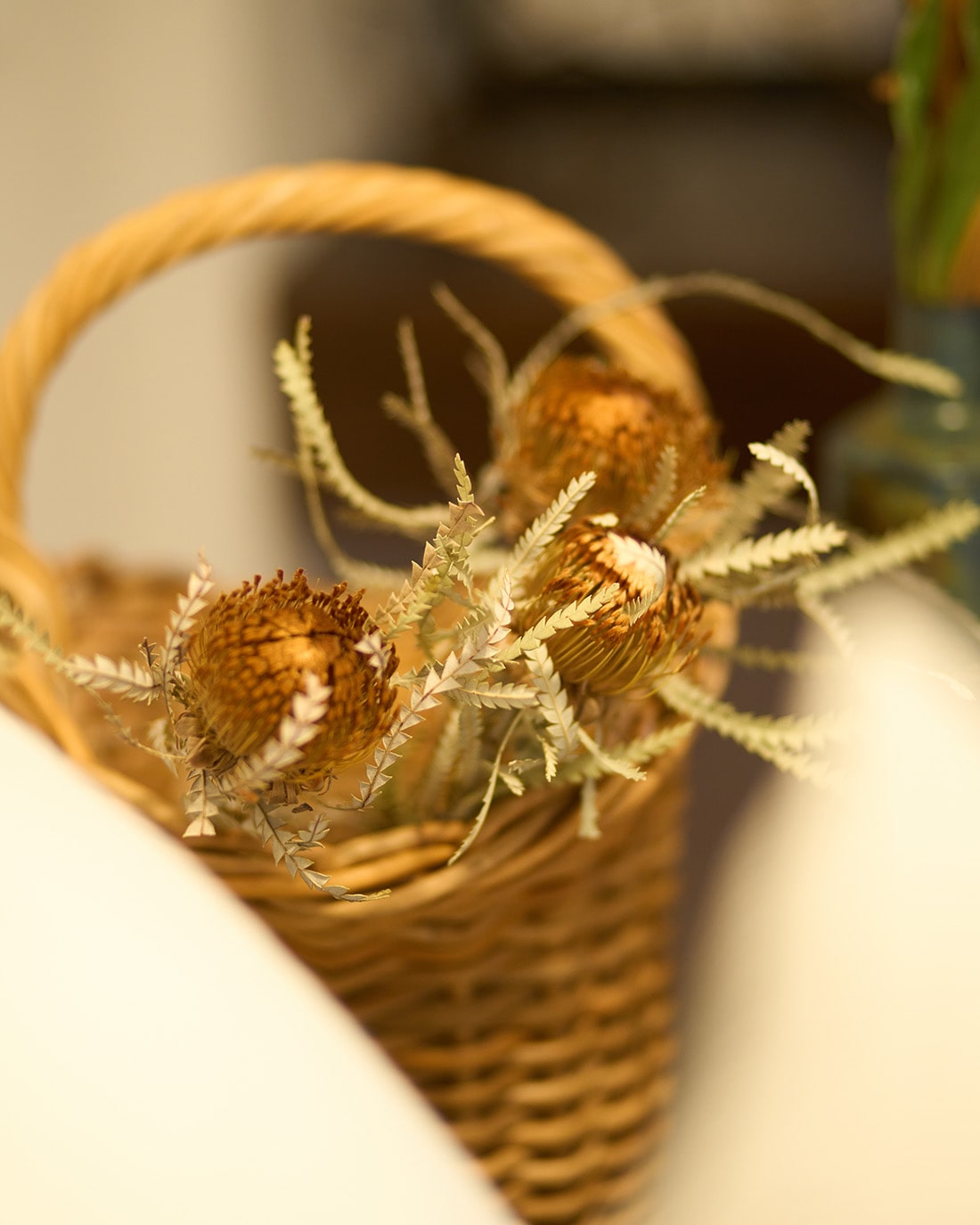 ［ドライフラワー］ドライアンドラ フォルモーサ