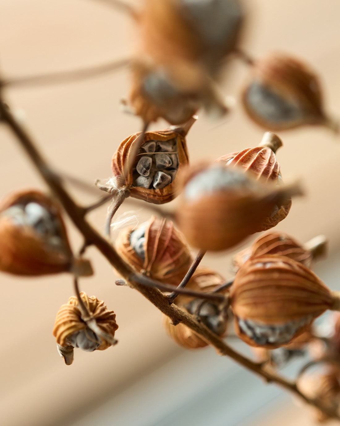 ［ドライフラワー］月桃の実