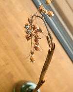 ［ドライフラワー］月桃の実