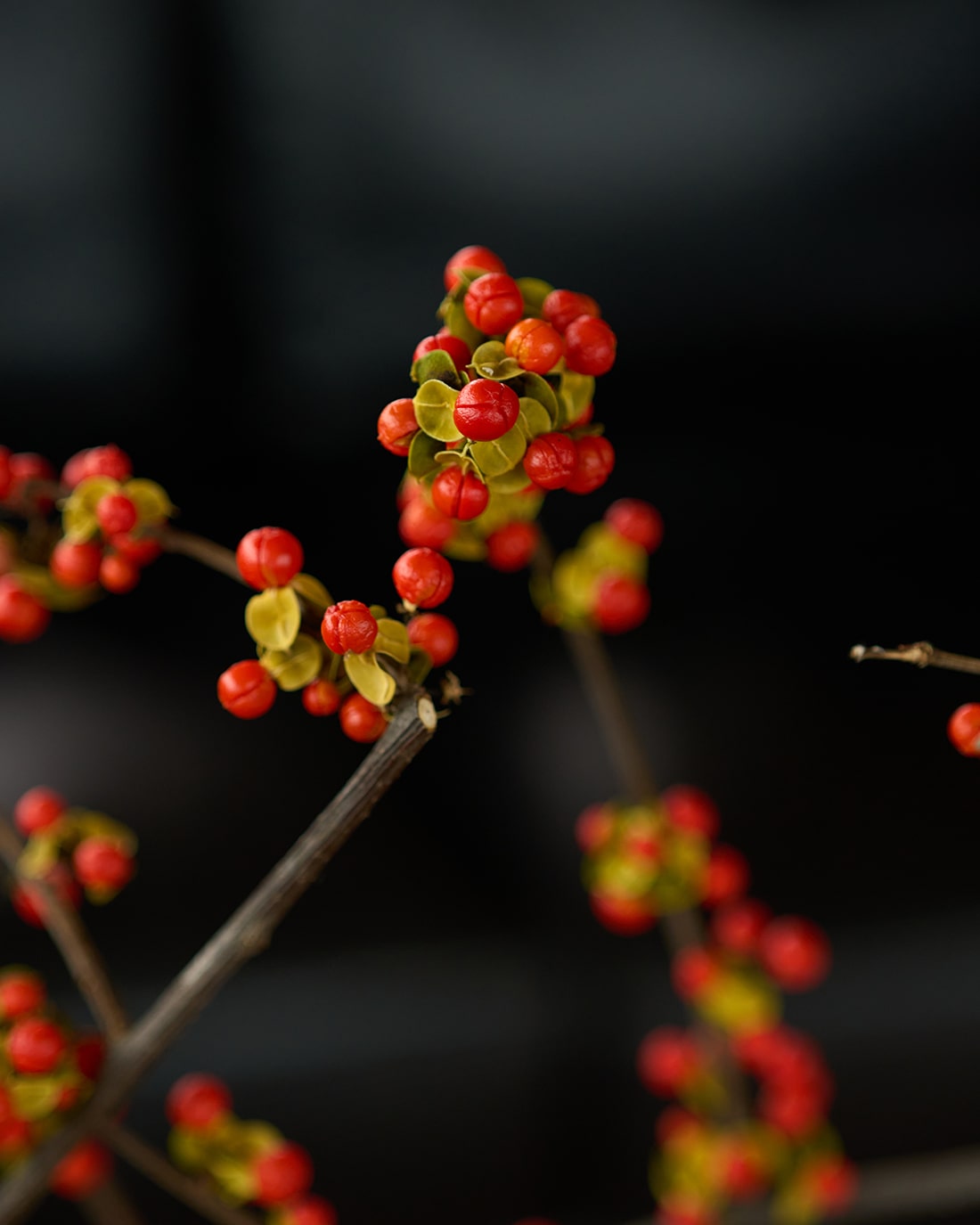 ［ドライフラワー］ツルウメモドキ