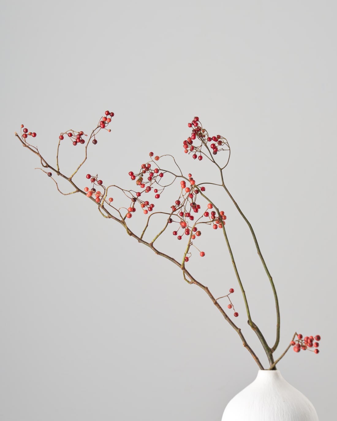 【今季残りわずか】［ドライフラワー］野ばらの実