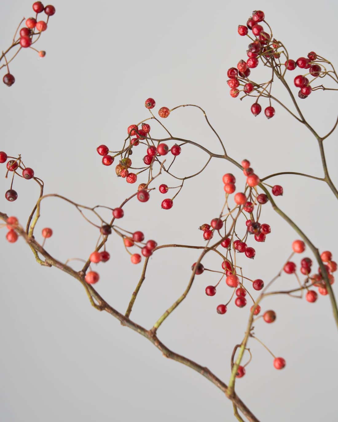 【今季残りわずか】［ドライフラワー］野ばらの実
