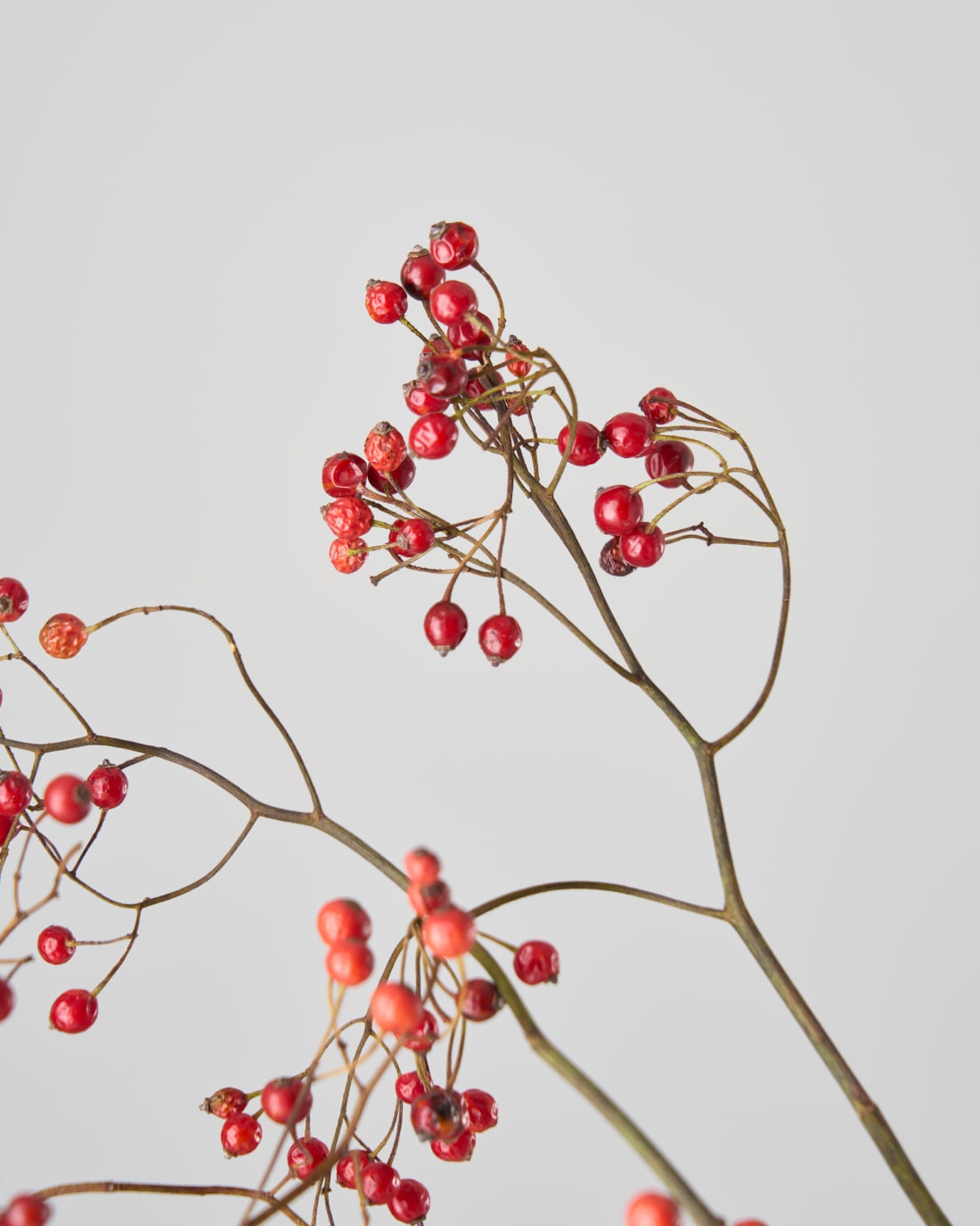 【今季残りわずか】［ドライフラワー］野ばらの実