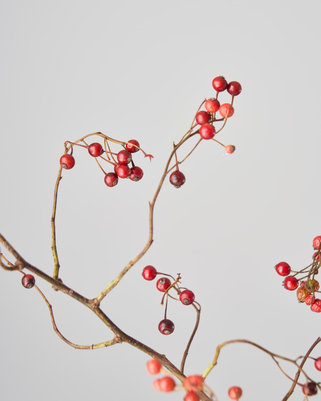 【今季残りわずか】［ドライフラワー］野ばらの実