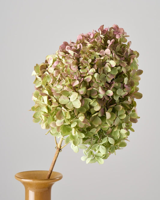 ［ドライフラワー］紫陽花 秋色ミナヅキ