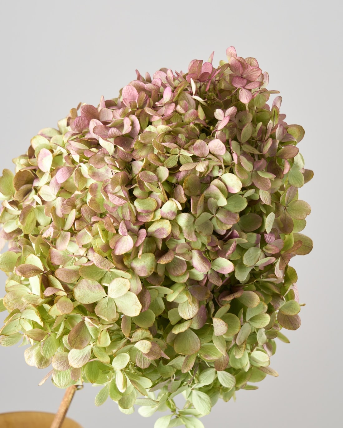 秋色ミナヅキ ドライフラワー］紫陽花 お早目に21日迄です。８０サイズ　自然栽培無農薬　秋紫陽花のドライフラワー 商品ページ 土と風の植物園 - フラワー・ガーデニング