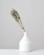 ［ドライフラワー］ブルニア シルバー