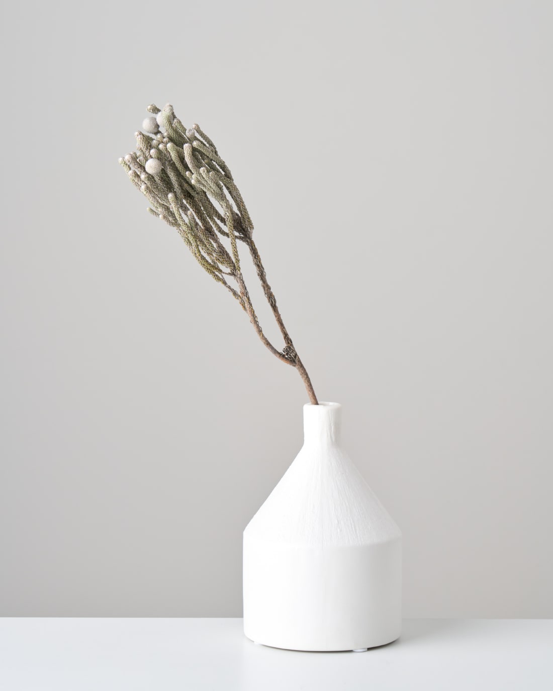 ［ドライフラワー］ブルニア シルバー