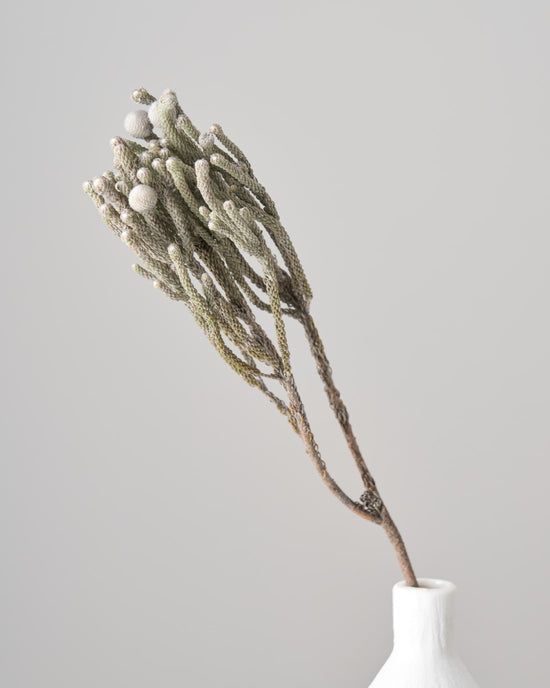 ［ドライフラワー］ブルニア シルバー