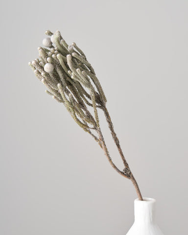 ドライフラワー］ブルニア シルバー商品ページ - 土と風の植物園