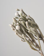 ［ドライフラワー］ブルニア シルバー