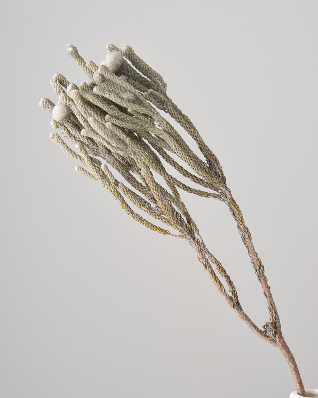 ［ドライフラワー］ブルニア シルバー