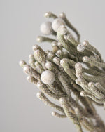 ［ドライフラワー］ブルニア シルバー