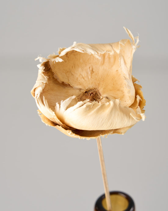 ［ドライフラワー］パームカップフラワー