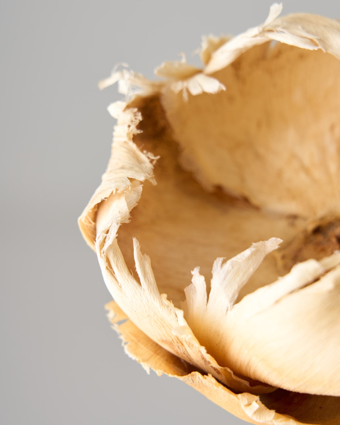 ［ドライフラワー］パームカップフラワー