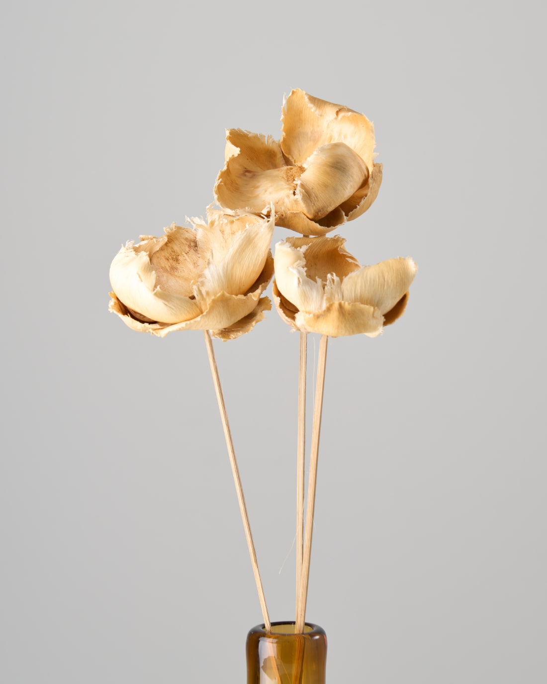 ［ドライフラワー］パームカップフラワー