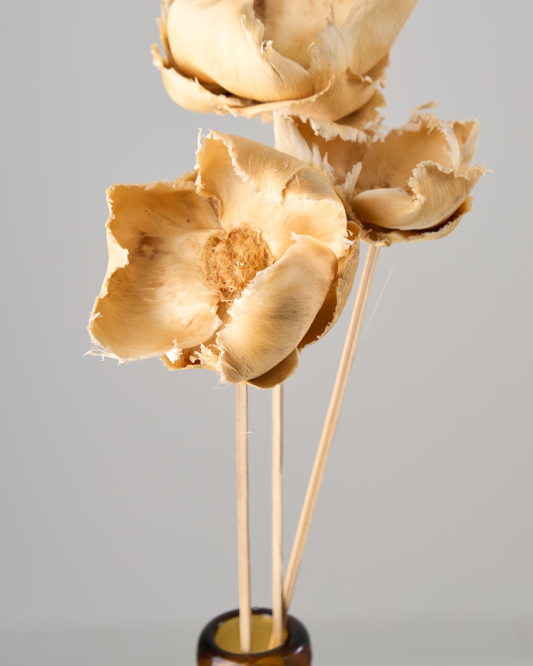 ［ドライフラワー］パームカップフラワー