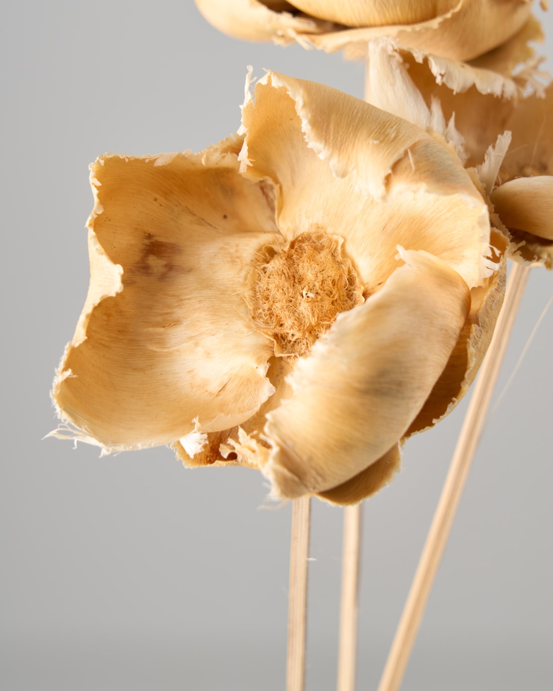 ［ドライフラワー］パームカップフラワー