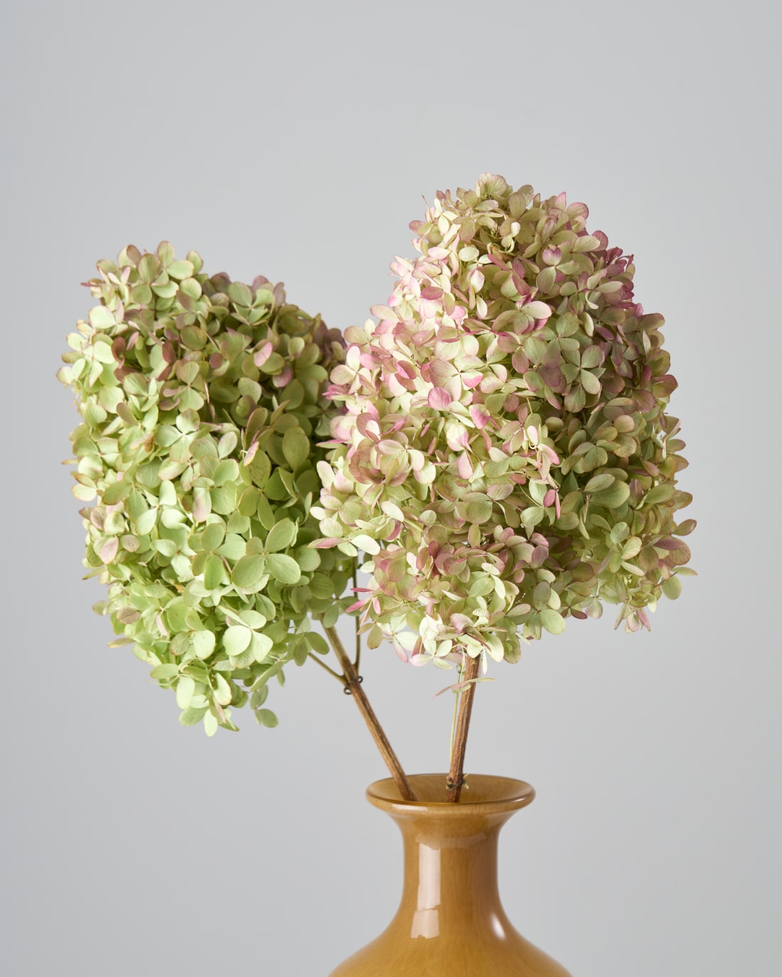 ドライフラワー］紫陽花 秋色ミナヅキ 商品ページ - 土と風の植物園