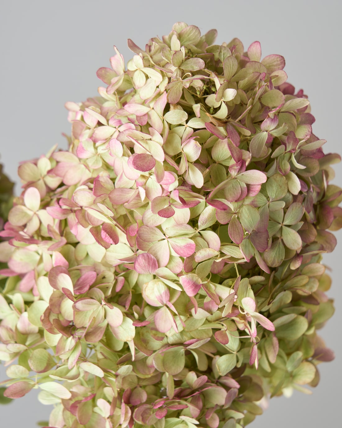 ドライフラワー］紫陽花 秋色ミナヅキ 商品ページ - 土と風の植物園