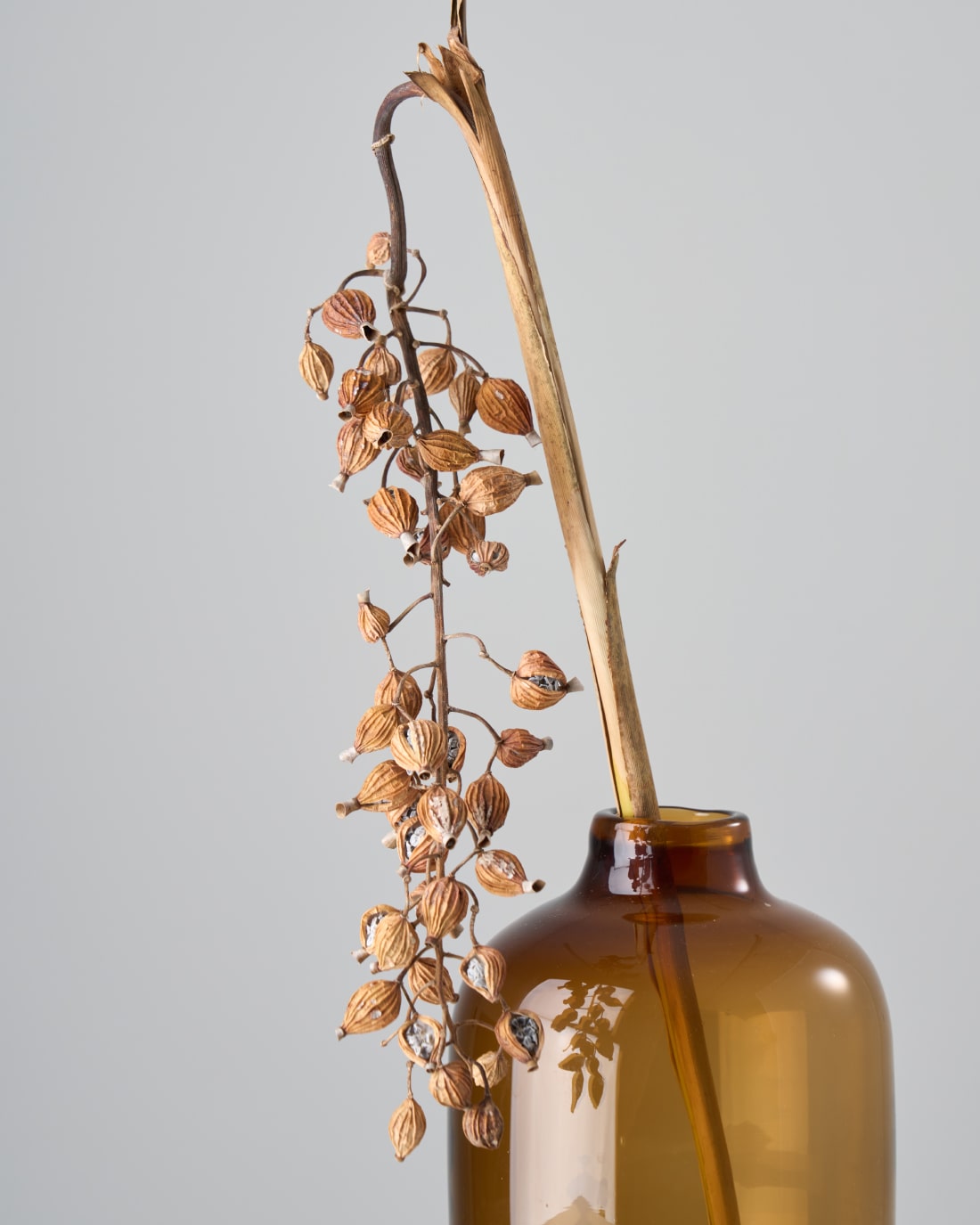 ［ドライフラワー］月桃の実