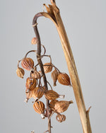 ［ドライフラワー］月桃の実