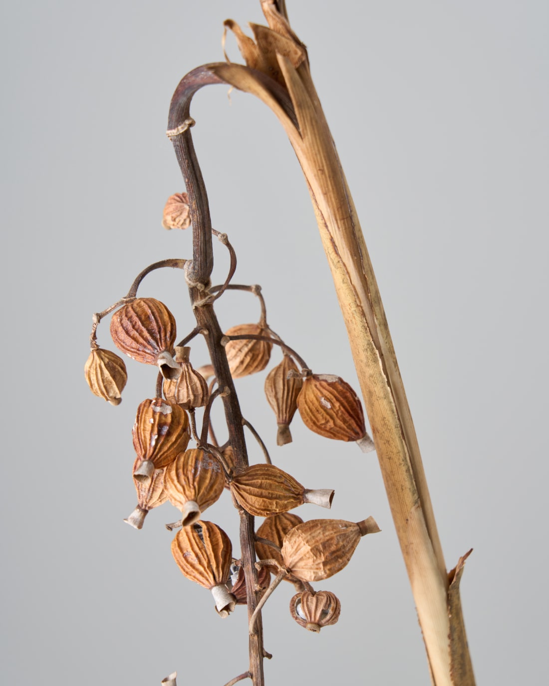 ［ドライフラワー］月桃の実