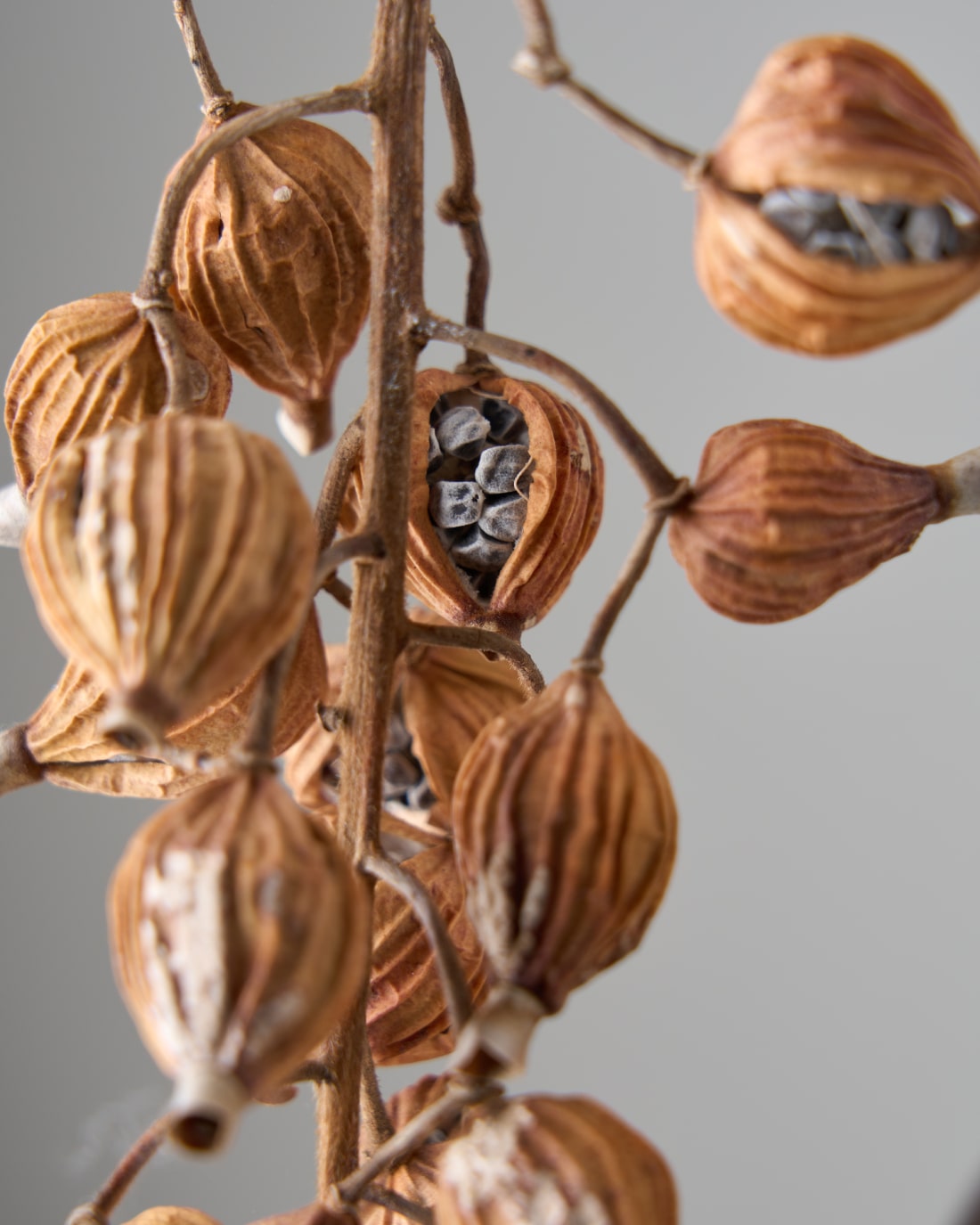 ［ドライフラワー］月桃の実