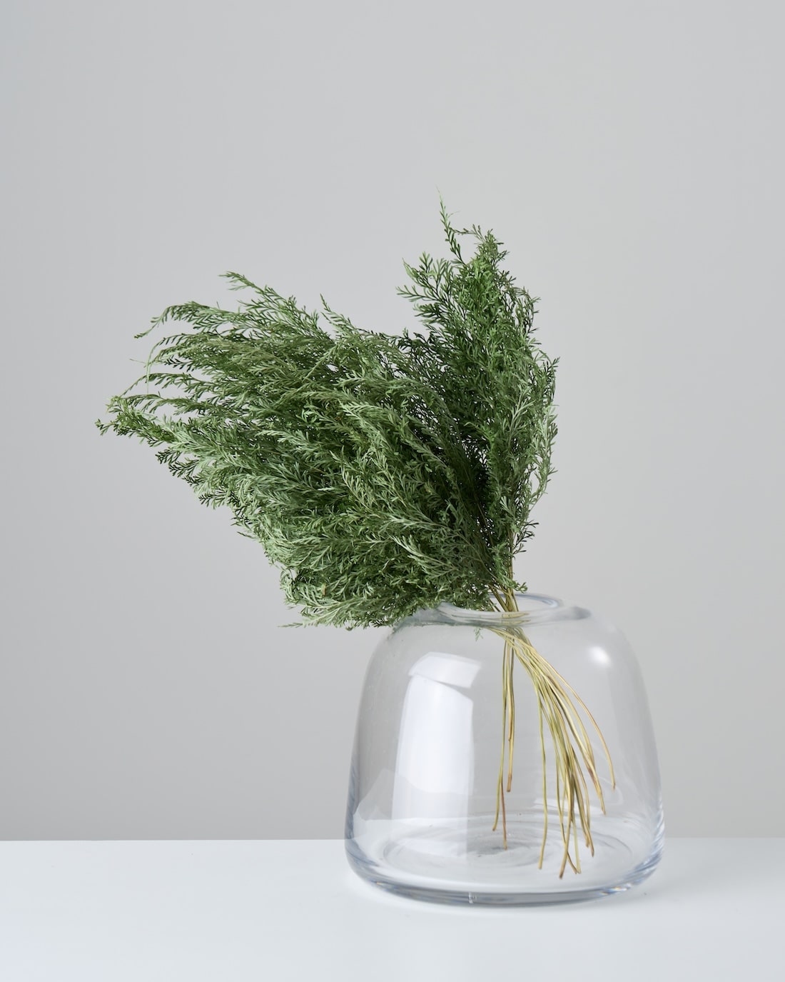 ［ドライフラワー］ベトナム タバリアファーン