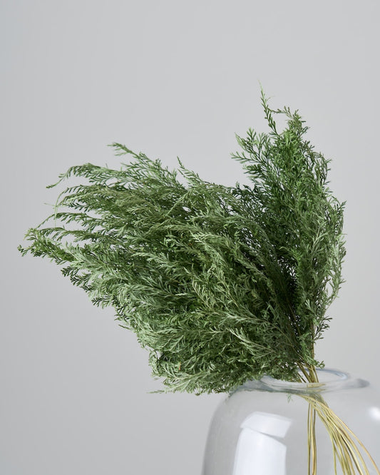 ［ドライフラワー］ベトナム タバリアファーン