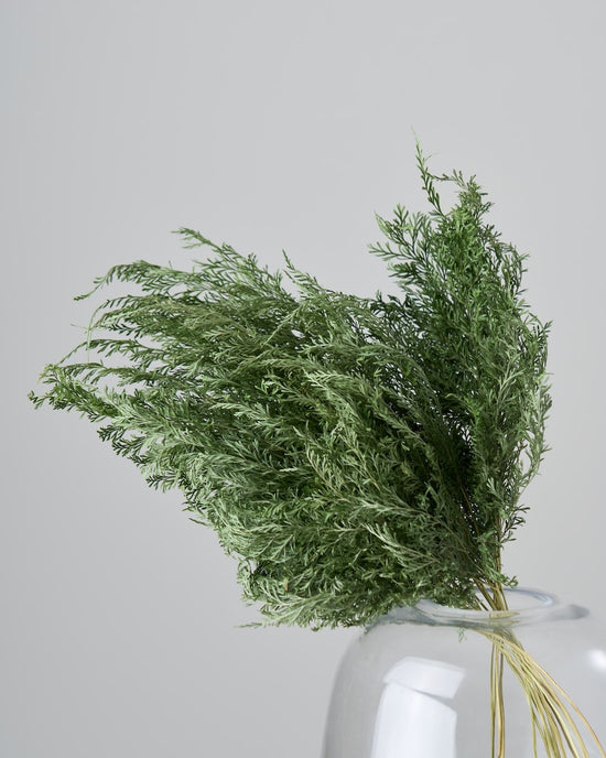 ［ドライフラワー］ベトナム タバリアファーン