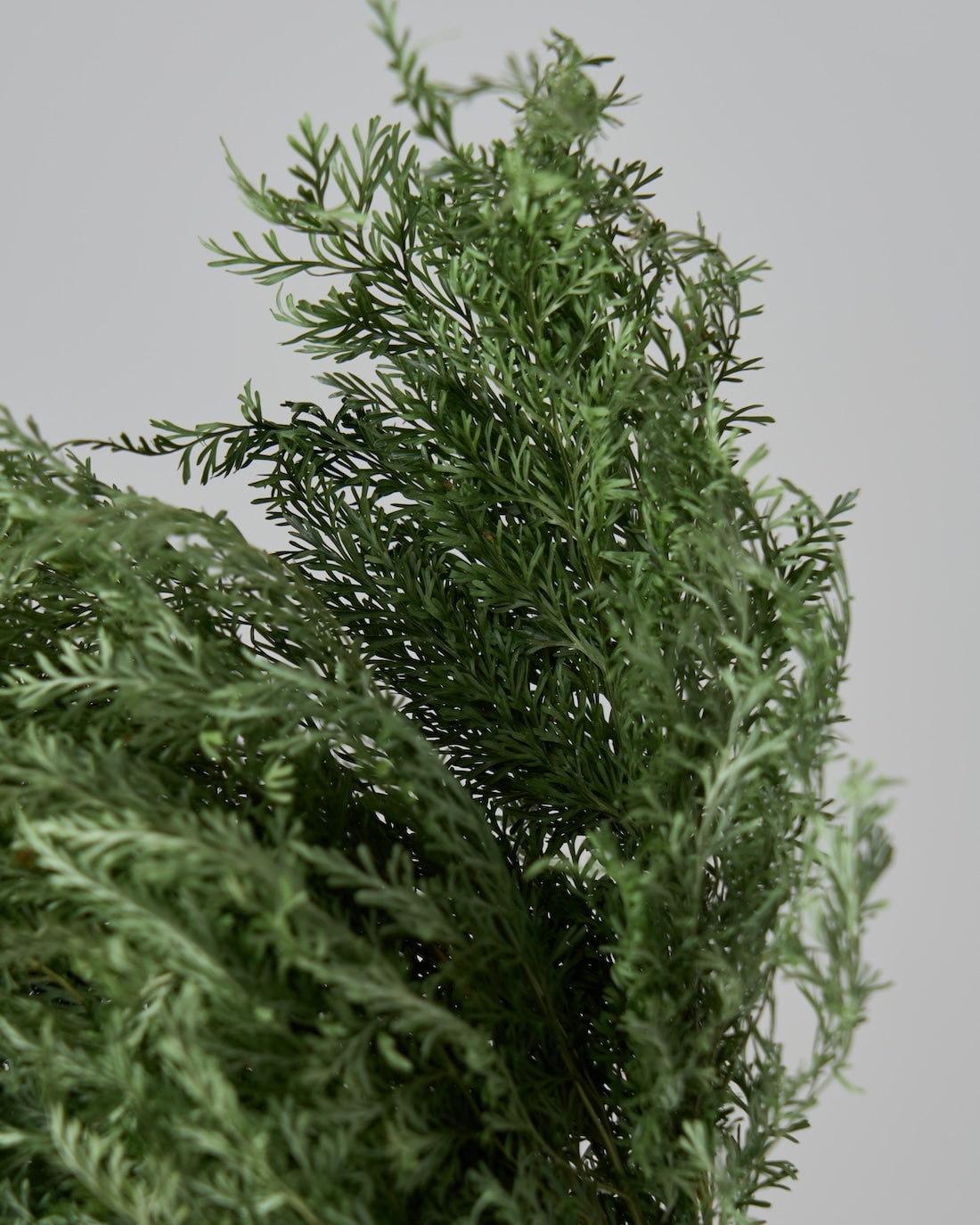 ［ドライフラワー］ベトナム タバリアファーン