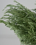 ［ドライフラワー］ベトナム タバリアファーン