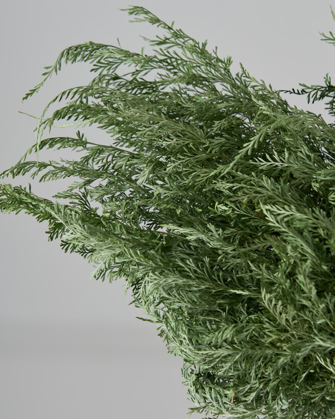 ［ドライフラワー］ベトナム タバリアファーン