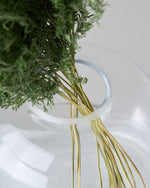 ［ドライフラワー］ベトナム タバリアファーン