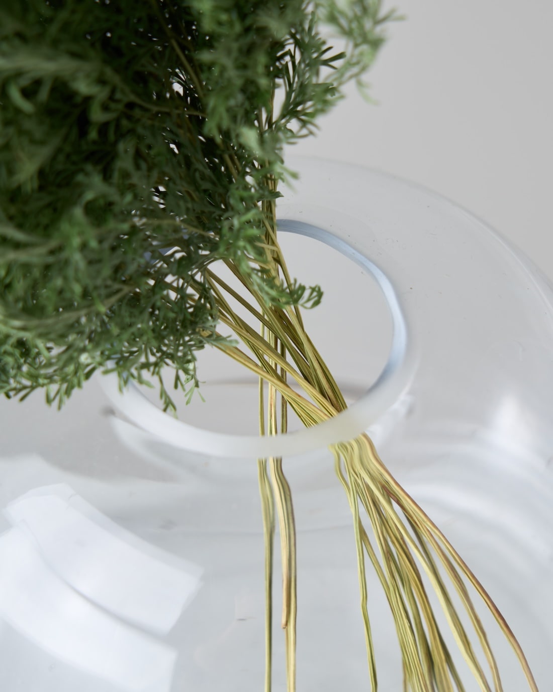 ［ドライフラワー］ベトナム タバリアファーン