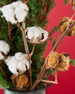 【12/10まで！】飾るだけでサマになるドライフラワーセット（サツマ杉・コットンフラワー）