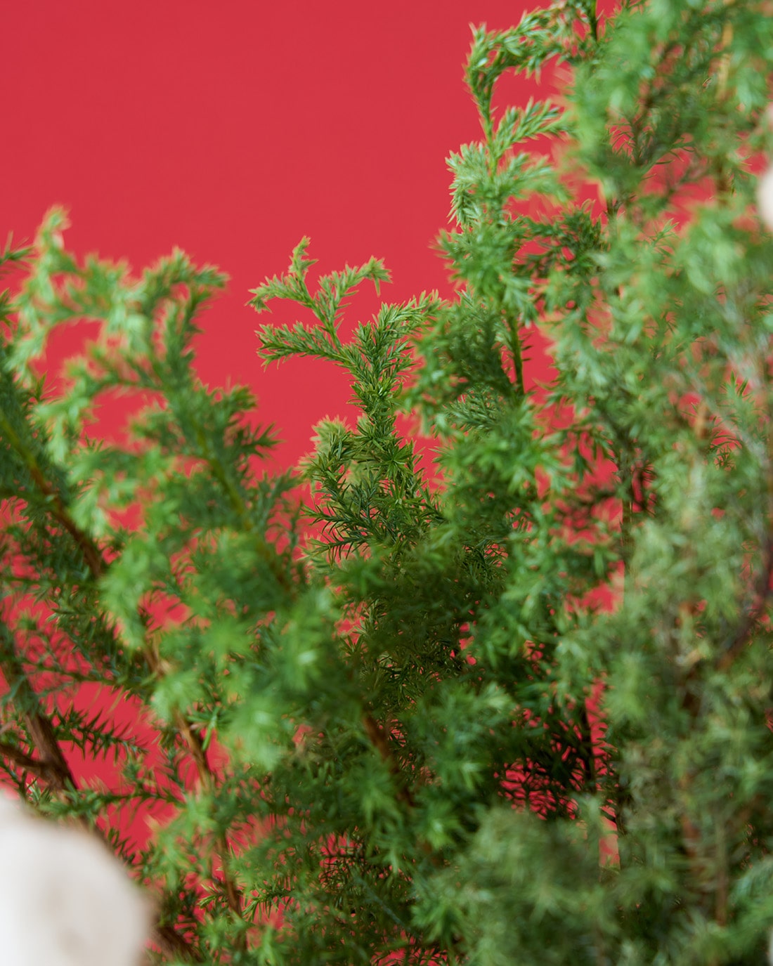 飾るだけでサマになるドライフラワーセット（サツマ杉・コットン