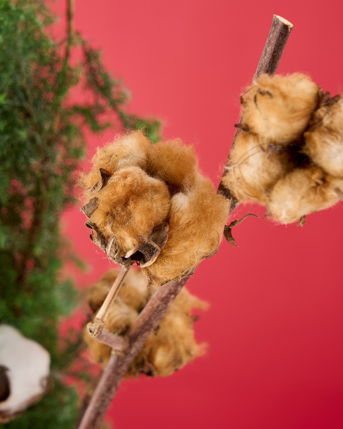 【12/10まで！】飾るだけでサマになるドライフラワーセット（サツマ杉・コットンフラワー）
